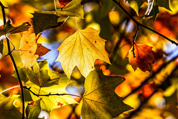 Autumn Leaves. Colors of Autumn. Autumn in forest, leaves.