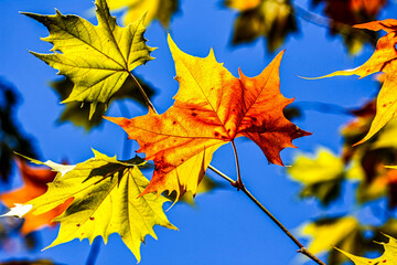 Autumn Leaves. Colors of Autumn. Autumn in forest, leaves.