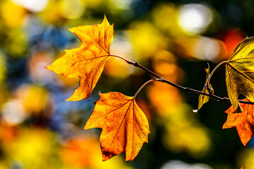 Autumn Leaves. Colors of Autumn. Autumn in forest, leaves.