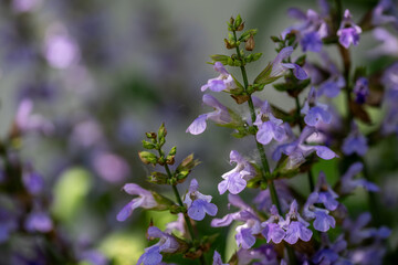 Fototapeta premium Blooming sage, Salvia nemorosa. Salvia nemorosa plant growing in garden.