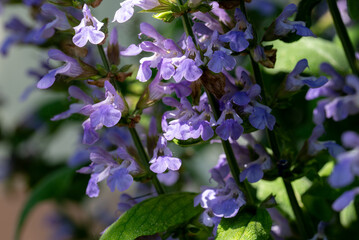 Blooming sage, Salvia nemorosa. Salvia nemorosa plant growing in garden.