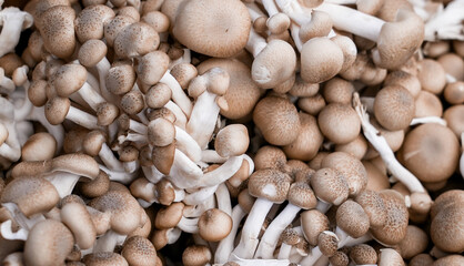 Fresh Brown Beech mushrooms at a local market