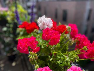 Beautiful vibrant pink red blooming geranium flowers in flower pot close up, floral wallpaper background with pink red geranium Pelargonium	