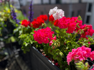 Beautiful vibrant pink red blooming geranium flowers in flower pot close up, floral wallpaper background with pink red geranium Pelargonium	