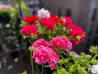 Obraz premium Beautiful vibrant pink red blooming geranium flowers in flower pot close up, floral wallpaper background with pink red geranium Pelargonium 
