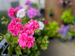 Beautiful vibrant pink blooming geranium flowers in flower pot close up, floral wallpaper background with pink red geranium Pelargonium	