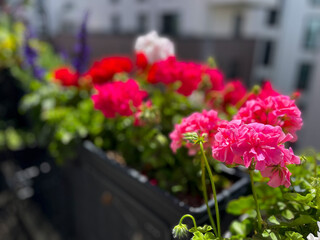 Beautiful vibrant pink red blooming geranium flowers in flower pot close up, floral wallpaper background with pink red geranium Pelargonium	