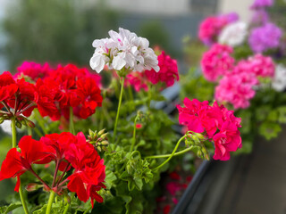Beautiful vibrant pink red blooming geranium flowers in flower pot close up, floral wallpaper background with pink red geranium Pelargonium	