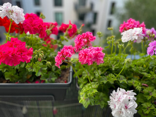 Beautiful vibrant pink red blooming geranium flowers in flower pot close up, floral wallpaper background with pink red geranium Pelargonium	
