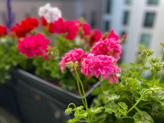 Beautiful vibrant pink red blooming geranium flowers in flower pot close up, floral wallpaper background with pink red geranium Pelargonium	