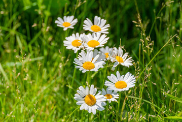 Fototapeta premium A Patch Of Miniature Daisies Growing Wild Along The Fox River Trail Near De Pere, Wisconsin