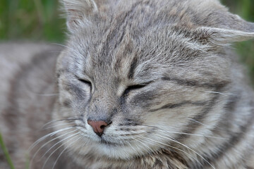Stray cat.An unfortunate dirty cat sleeps on the street.The problem of homeless rejected animals.