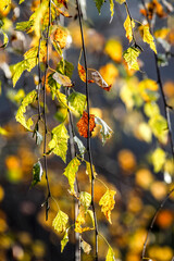 beautiful autumn yellow leaves illuminated by sunlight