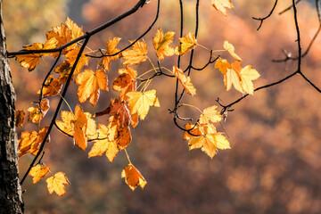 beautiful autumn yellow leaves illuminated by sunlight