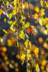 beautiful autumn yellow leaves illuminated by sunlight