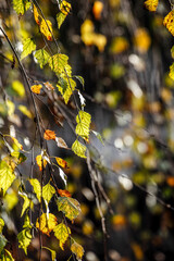 beautiful autumn yellow leaves illuminated by sunlight