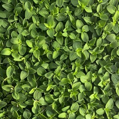Obraz premium Marjoram texture background, fresh green oregano pattern, Origanum majorana banner, marjoram