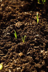 Three Young Seedlings Emerging From Dark Soil
