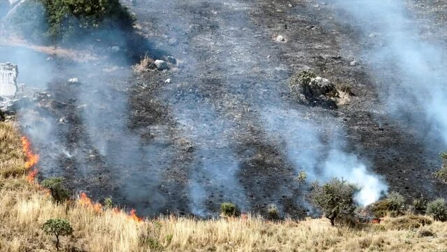 Rabbit escaping from forest fire