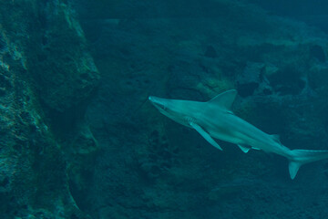 Obraz premium Silvertip shark swimming in deep sea aquarium.