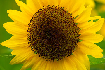 Common sunflower (helianthus annuus) with bright yellow petals in sunshine