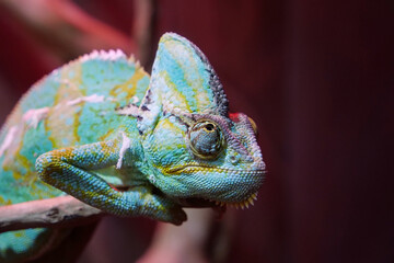 Chameleon - lizard adapted to an arboreal lifestyle, change body color © Harmony Video Pro