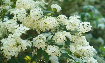 white inflorescences on a branch of a hydrangea shrub in a natural park and botanical garden in summer