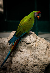 Ara mangeant une carotte