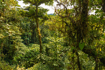 cloud rain forest near Monteverde in Costa Rica