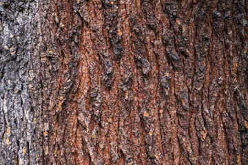 gros plan sur l'écorce de l'arbre