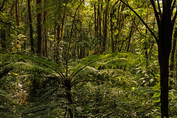 cloud rain forest near Monteverde in Costa Rica