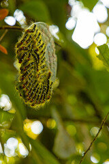 dozens of caterpillars on a big leaf in a rainforest in Costa Rica