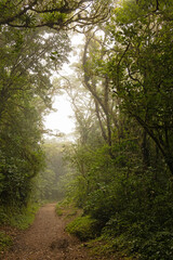cloud rain forest near Monteverde in Costa Rica