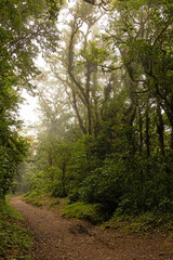cloud rain forest near Monteverde in Costa Rica
