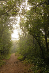cloud rain forest near Monteverde in Costa Rica