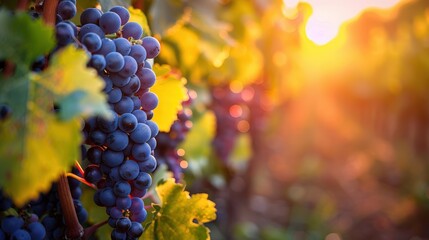 Ripe Grapes Hanging on Vine at Sunset in Vineyard