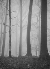 The forest in a fog.