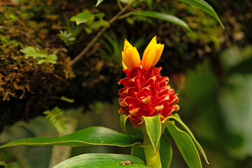Bromeliad in a rainforest in the Monteverde region in Costa Rica