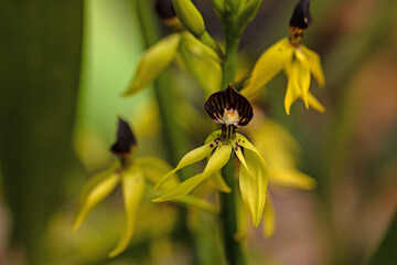 macro of a beautiful yellow orchid flower