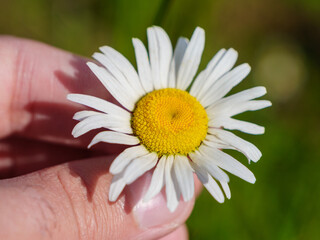 A closeup image of a hand holding a white daisy with a yellow center, set against a green field background. The daisy has delicate petals and a vibrant yellow center.