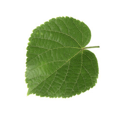Young fresh green linden leaf isolated on white