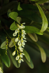 macro of beautiful little withe orchid flowers