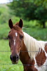 Obraz premium portrait of a horse