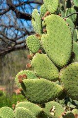 New growth on Arizona cactus