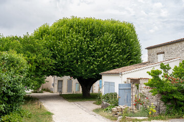 pedestrian alley in the small village of Talmont sur Gironde in Charente maritime. a beautiful tree...