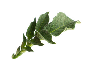 Green potato plant leaves isolated on white