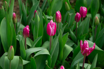 Close Up Dozens Pink Tulip