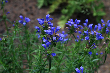 Flowering Northern dragonhead on a sunny meadow in summer