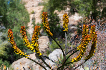 Some  tropical red fruits in  branch in Arizona