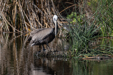 Large California Brown Pelican grooms itself in the reflection of the estuary pond water surface